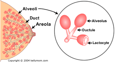 breast anatomy showing milk ducts and alveoli