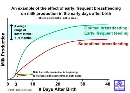 At How Many Weeks Pregnant Do You Start Producing Milk Marya Silver